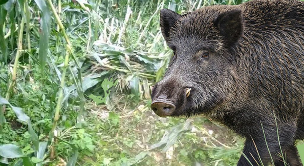 वन मन्त्रालयले घोषणा गर्‍यो जङ्गली बँदेललाई हानिकारक वन्यजन्तु !