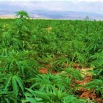 गाँजामाथिको प्रतिबन्ध हटाउने एशियाकै पहिलो देश थाइल्याण्ड बन्यो