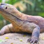 गोहोरो बलात्कार गरेको आरोपमा ४ जना पक्राउ