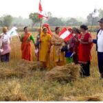 किसानलाई गहुँ भित्र्याउने चटारो, दललाई चुनावको