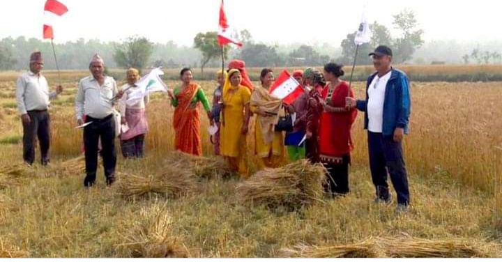 किसानलाई गहुँ भित्र्याउने चटारो, दललाई चुनावको