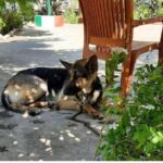 कारमा रक्सी भेटिएपछि कुकुर पक्राउ !