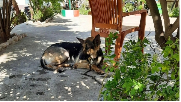 कारमा रक्सी भेटिएपछि कुकुर पक्राउ !