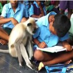 सरकारी स्कुलमा भर्ना भए लंगुर बाँदर, स्कुलकै अनुशासित विद्यार्थी !