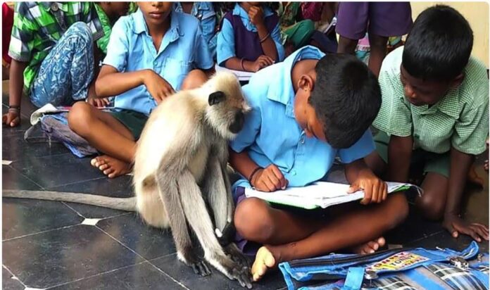 सरकारी स्कुलमा भर्ना भए लंगुर बाँदर, स्कुलकै अनुशासित विद्यार्थी !