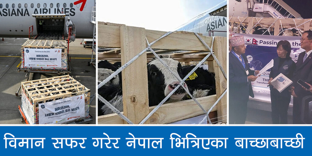 विमानमा सवार हुँदै नेपाल अाइपुगे बाच्छाबाच्छी