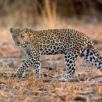 चितुवाको आक्रमणबाट तनहुँमा १४ बालबालिकाको मृत्यु