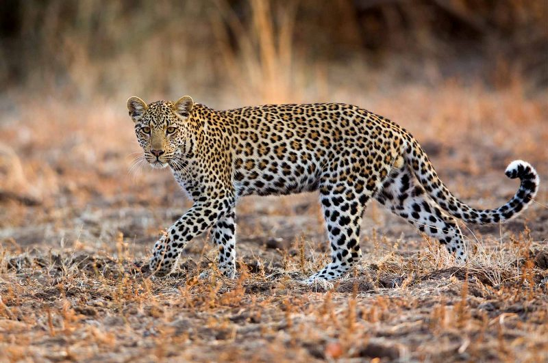 चितुवाको आक्रमणबाट तनहुँमा १४ बालबालिकाको मृत्यु