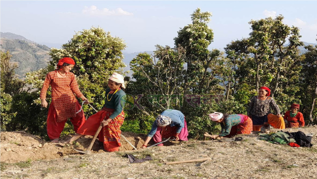 पुरुष विदेशमा, गाउँमा श्रम गर्दै महिलाहरु