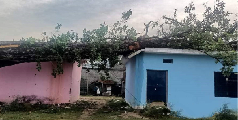 कञ्चनपुरमा हावाहुरीले घरमाथि रुख ढल्दा २ जना घाइते