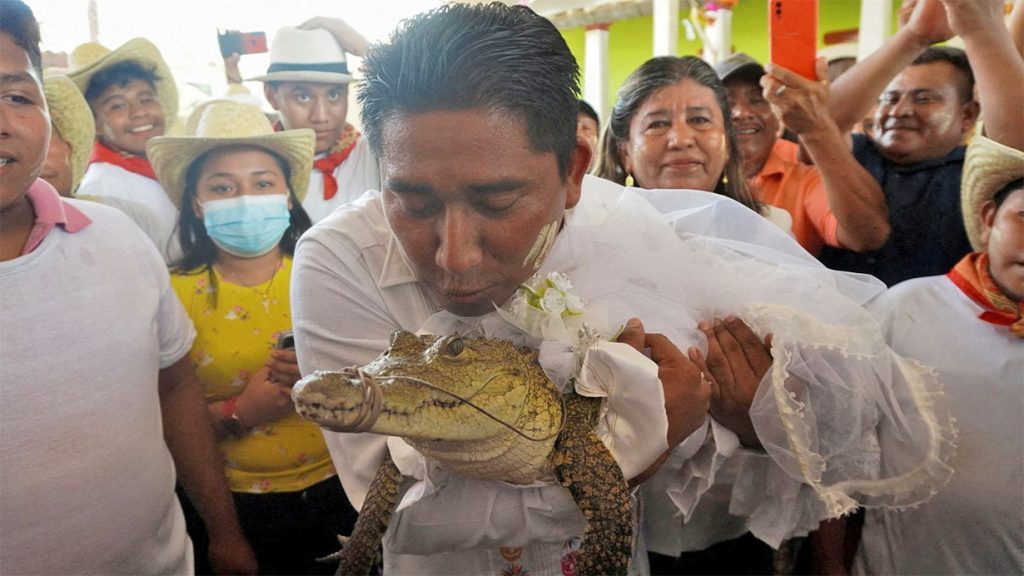 मेयरले गरे गोहीसँग बिहे !