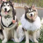 १८ लाख रुपैयाँ खर्च गरेर कुकुरको भव्य बिबाह !