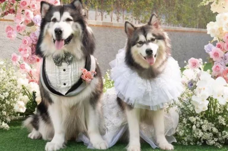 १८ लाख रुपैयाँ खर्च गरेर कुकुरको भव्य बिबाह !