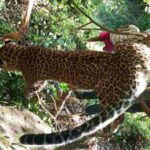 डडेल्धुरामा पासोमा मृत भेटियो चितुवा !