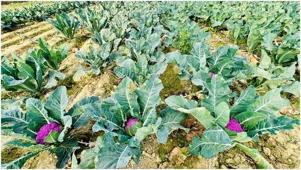 लहानका किसान रतन साहले फलाए रङ्गीन काउली